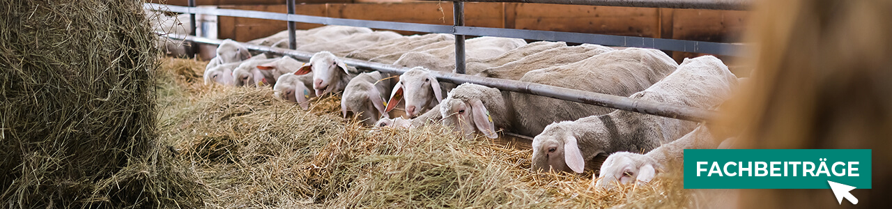 Stallbedarf bequem kaufen bei myAGRAR! Informieren Sie sich zusätzlich in unseren Fachartikeln! Stallbedarf bequem kaufen bei myAGRAR! Informieren Sie sich zusätzlich in unseren Fachartikeln!