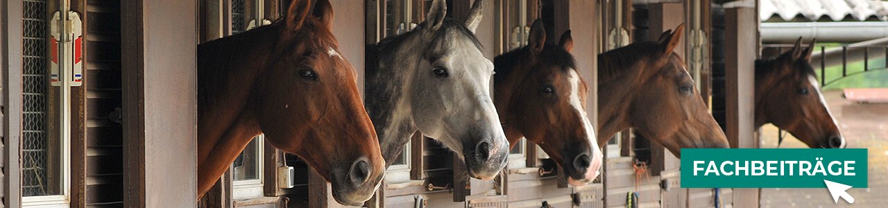 Pferdefutter im Shop kaufen bei myAGRAR! Profitieren Sie von Fachinformationen für Ihre Pferde! Pferdefutter im Shop kaufen bei myAGRAR! Profitieren Sie von Fachinformationen für Ihre Pferde!