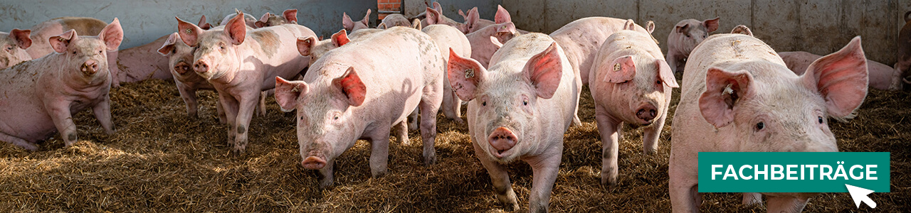 Schweine-Produkte jetzt bestellen bei myAGRAR! Informieren Sie sich zusätzlich in unseren Expertenbeiträgen!