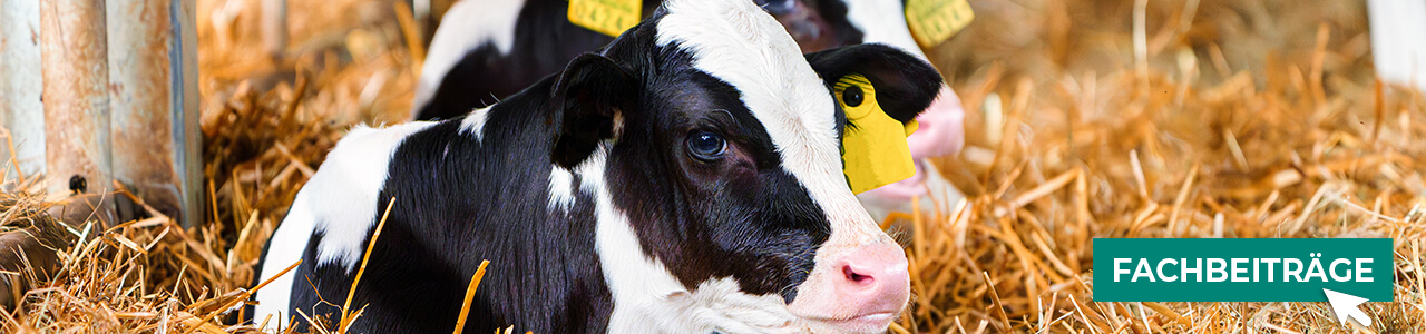 Rinder-Produkte online kaufen bei myAGRAR! Plus: Fachinformationen für eine erfolgreiche Rinderhaltung! Rinder-Produkte online kaufen bei myAGRAR! Plus: Fachinformationen für eine erfolgreiche Rinderhaltung!