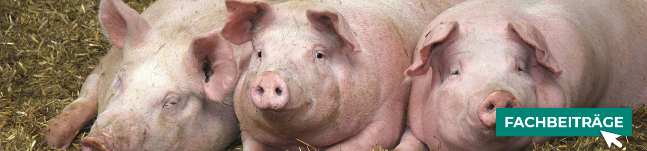 Schweinefutter jetzt bestellen bei myAGRAR! Informieren Sie sich zusätzlich in unseren Fachbeiträgen! Schweinefutter jetzt bestellen bei myAGRAR! Informieren Sie sich zusätzlich in unseren Fachbeiträgen!