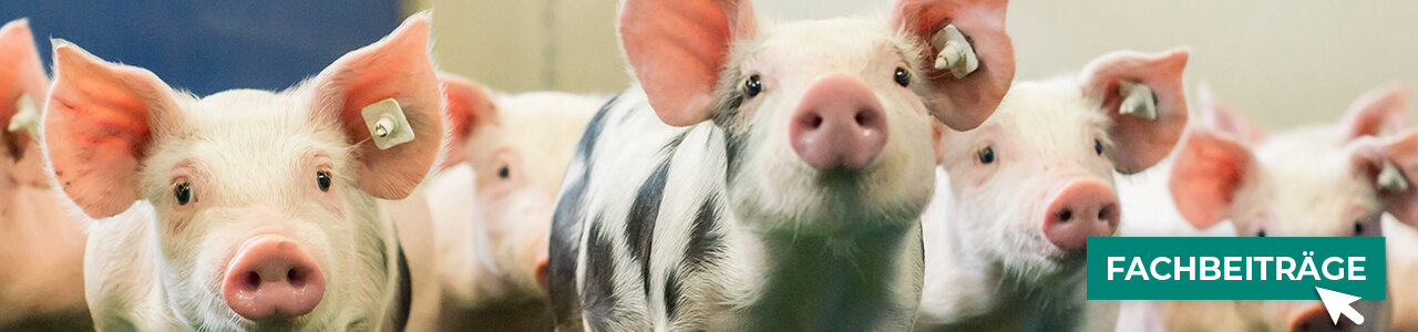 Schweinefutter jetzt bestellen bei myAGRAR! Informieren Sie sich zusätzlich in unseren Fachbeiträgen! Schweinefutter jetzt bestellen bei myAGRAR! Informieren Sie sich zusätzlich in unseren Fachbeiträgen!