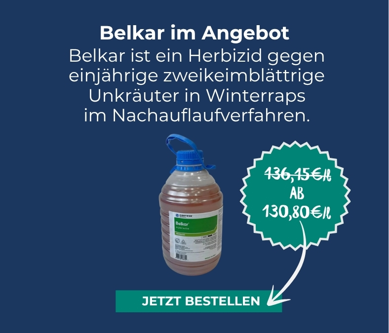 Unser aktueller Eckpreis: Belkar