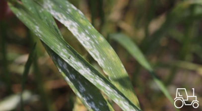 BAT Pro GetreideStarter