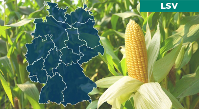 Mais: LSV Ergebnisse