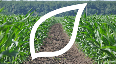 Syngenta: Praxistipps f&uuml;r Ihre Maisherbizid-Strategie