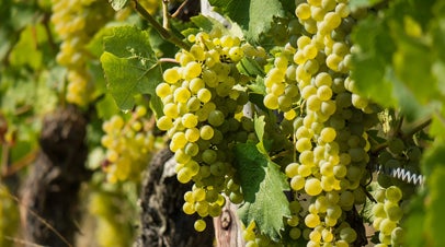 Pflanzenschutz im Weinbau