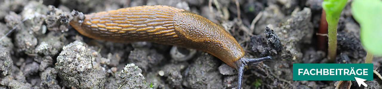 Öko-Schneckenkorn direkt online bestellen bei myAGRAR! Plus: Fachbeiträge für Profis!
