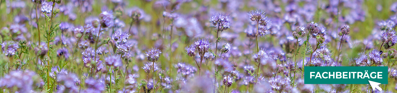 Öko-Zwischenfrüchte online kaufen bei myAGRAR! Informieren Sie sich zusätzlich in unseren Fachbeiträgen! Öko-Zwischenfrüchte online kaufen bei myAGRAR! Informieren Sie sich zusätzlich in unseren Fachbeiträgen!