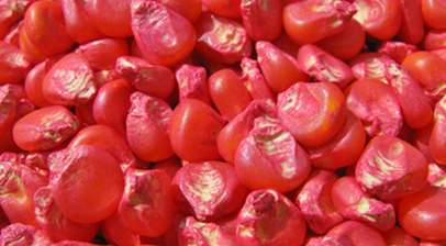 Mais: Welche Beizen sind verfügbar?