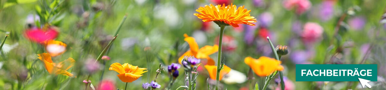 Blüh- und Wildackermischungen online bestellen bei myAGRAR – inklusive Tipps für Biodiversität und Naturschutz!