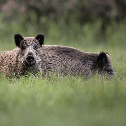 Vergrämungsmittel gegen Wild: Effektiver Einsatz und Schutz für den Acker