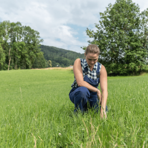 Situation Sommergetreide