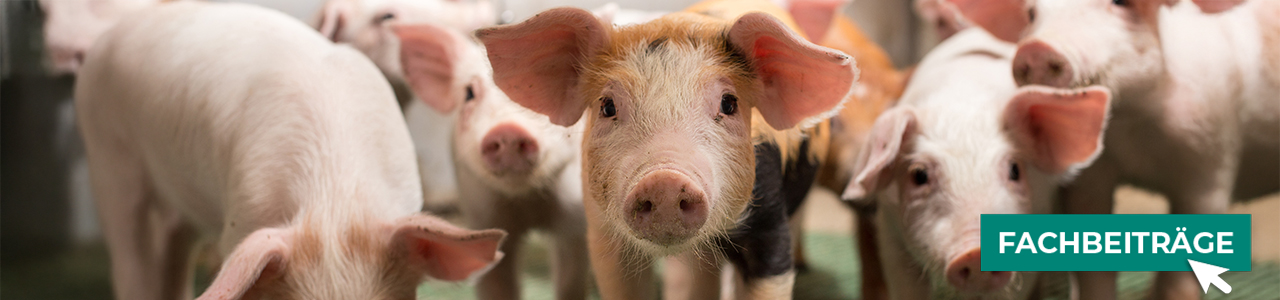 Schweine-Produkte jetzt bestellen bei myAGRAR! Informieren Sie sich zusätzlich in unseren Expertenbeiträgen! Schweine-Produkte jetzt bestellen bei myAGRAR! Informieren Sie sich zusätzlich in unseren Expertenbeiträgen!