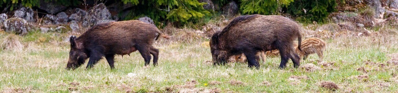 Vergrämungsmittel gegen Wild: Effektiver Einsatz und Schutz für den Acker