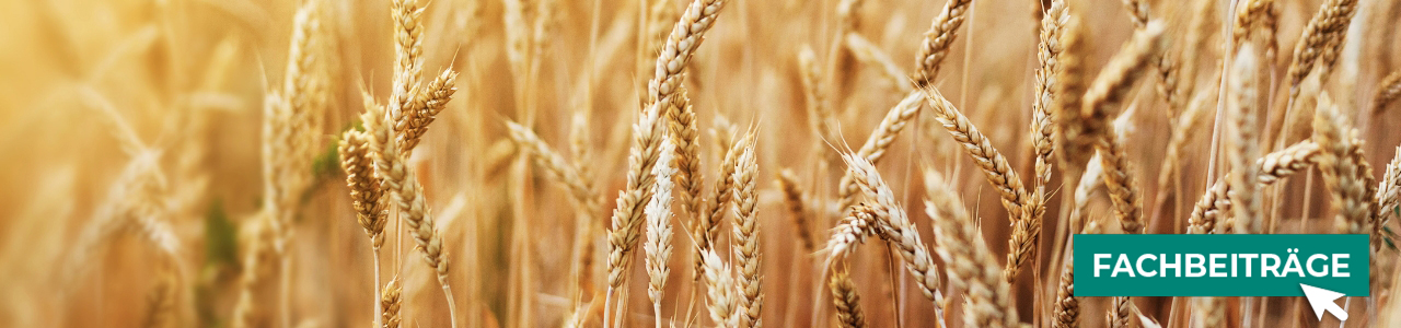 Getreidesaatgut online kaufen bei myAGRAR! Zudem finden Sie bei uns landwirtschaftliche Fachbeiträge. Getreidesaatgut online kaufen bei myAGRAR! Zudem finden Sie bei uns landwirtschaftliche Fachbeiträge.