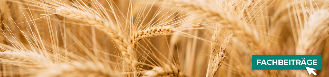 Hybridgerstensaatgut online kaufen bei myAGRAR! Zudem finden Sie hier landwirtschaftliche Fachbeiträge.