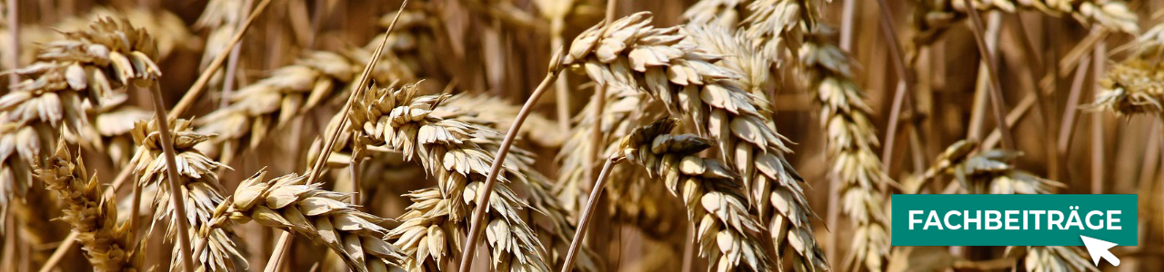 Hybridgerstensaatgut online kaufen bei myAGRAR! Zudem finden Sie hier landwirtschaftliche Fachbeiträge.