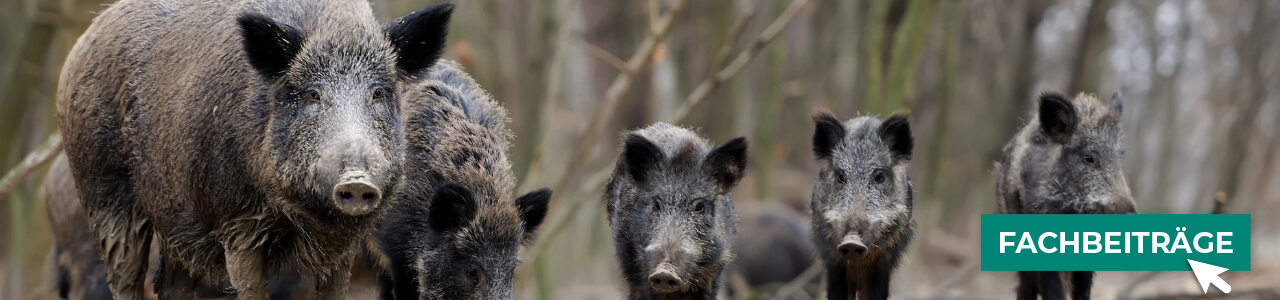 Jagdbedarf online bestellen bei myAGRAR – entdecken Sie auch unsere Expertenbeiträge! Jagdbedarf online bestellen bei myAGRAR – entdecken Sie auch unsere Expertenbeiträge!