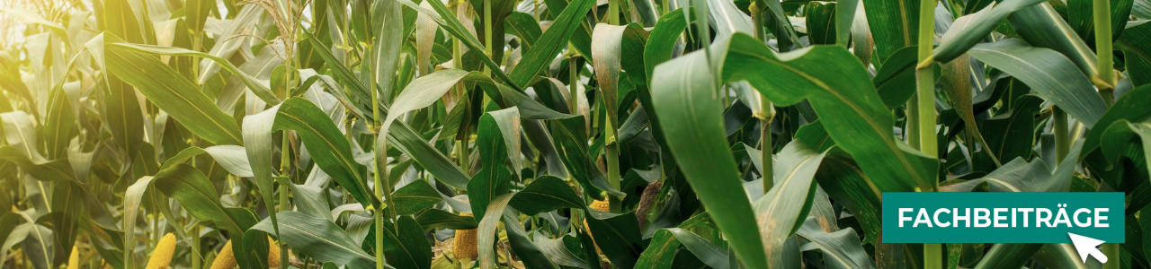 Öko-Maissaatgut bei myAGRAR entdecken und Fachbeiträge zur Landwirtschaft lesen! Öko-Maissaatgut bei myAGRAR entdecken und Fachbeiträge zur Landwirtschaft lesen!