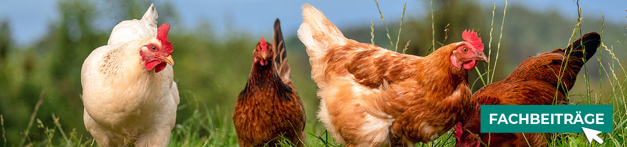 Geflügel-Produkte bequem online entdecken bei myAGRAR! Hier finden Sie auch praxisnahe Tipps! Geflügel-Produkte bequem online entdecken bei myAGRAR! Hier finden Sie auch praxisnahe Tipps!