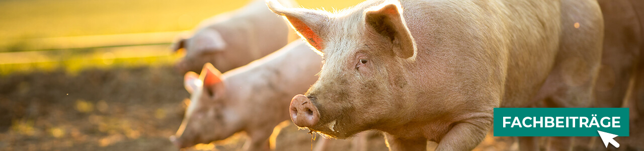 Tierwohl & -pflege im Shop entdecken bei myAGRAR! Profitieren Sie von Fachwissen für gesunde Tiere!