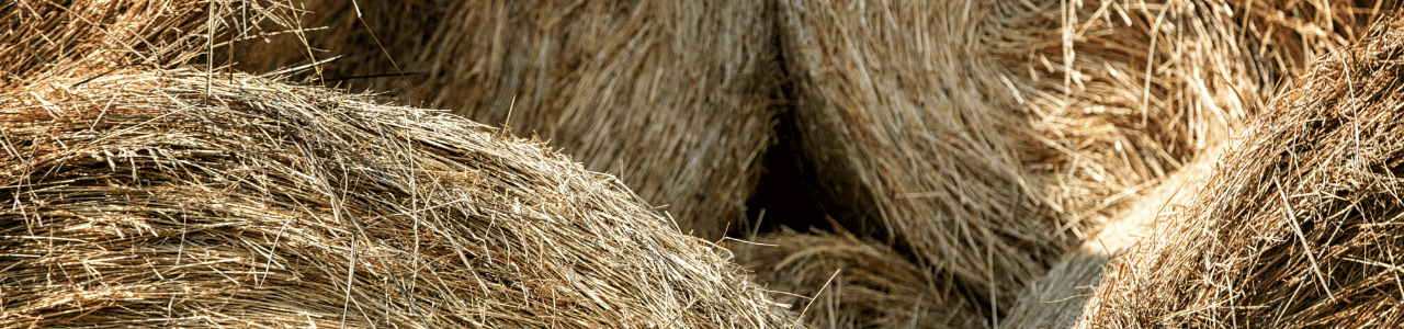 Beleuchtung in der Landwirtschaft: Welche Vorschriften gelten?