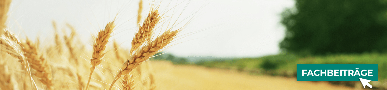 Öko-Getreide online kaufen bei myAGRAR – und gleich mehr über Anbau und Pflege erfahren!