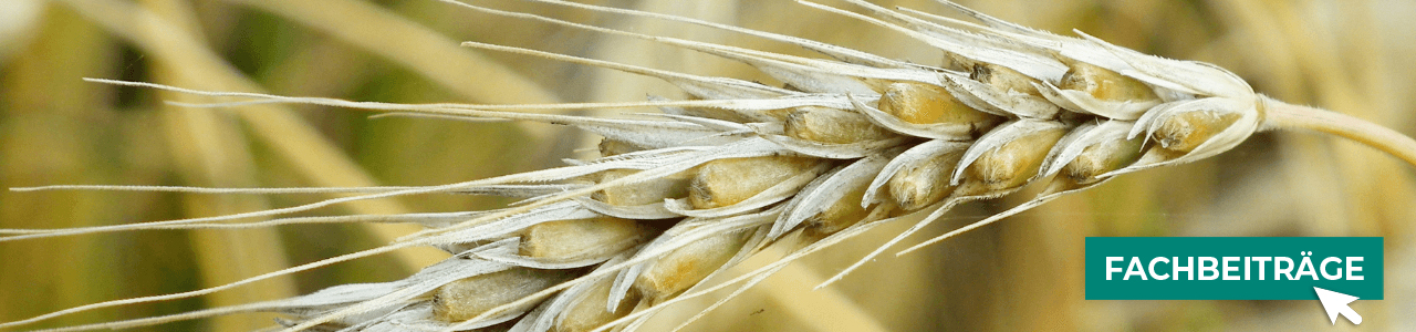 Öko-Getreide online kaufen bei myAGRAR – und gleich mehr über Anbau und Pflege erfahren!