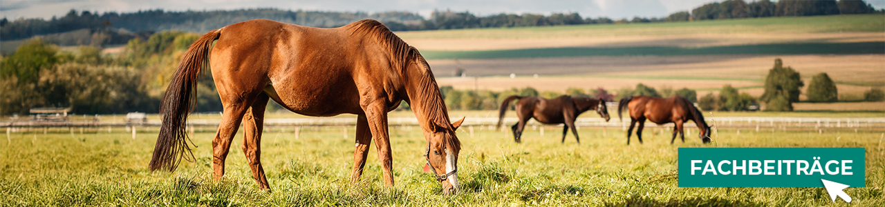 Pferdeweiden-Saat online bei myAGRAR bestellen – und gleich mehr über Pflege und Bewirtschaftung erfahren!