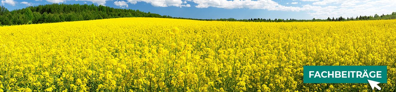 Sommerraps Hybridsorten Saatgut bei myAGRAR!