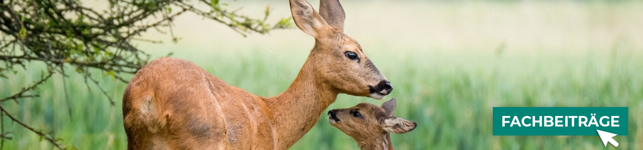 Jagdbedarf online bestellen bei myAGRAR – entdecken Sie auch unsere Expertenbeiträge! Jagdbedarf online bestellen bei myAGRAR – entdecken Sie auch unsere Expertenbeiträge!