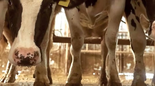 Zum Fachbeitrag Klauengesundheit