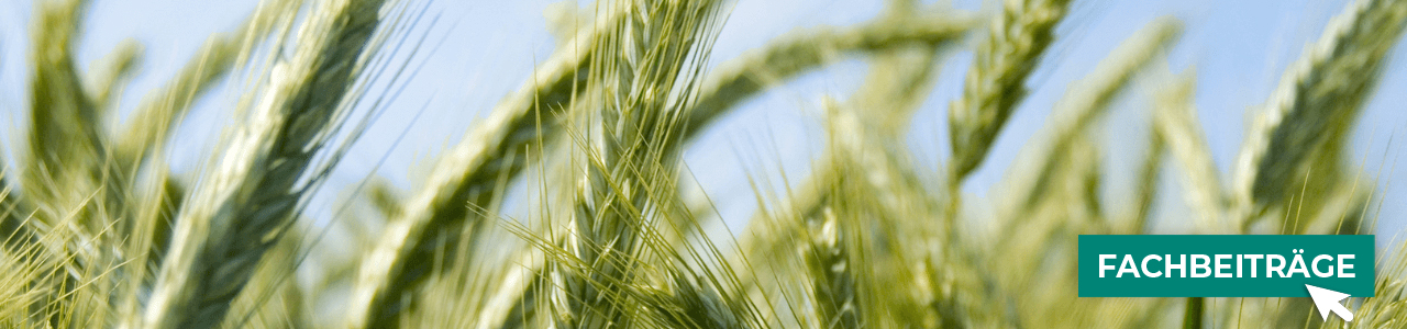 Hybridroggensaatgut online kaufen bei myAGRAR! Zudem finden Sie hier landwirtschaftliche Fachbeiträge.