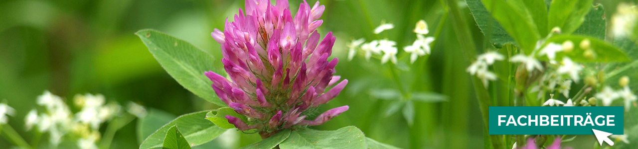 Leguminosenklee online bestellen bei myAGRAR – und gleich mehr über Anbau und Pflege erfahren!