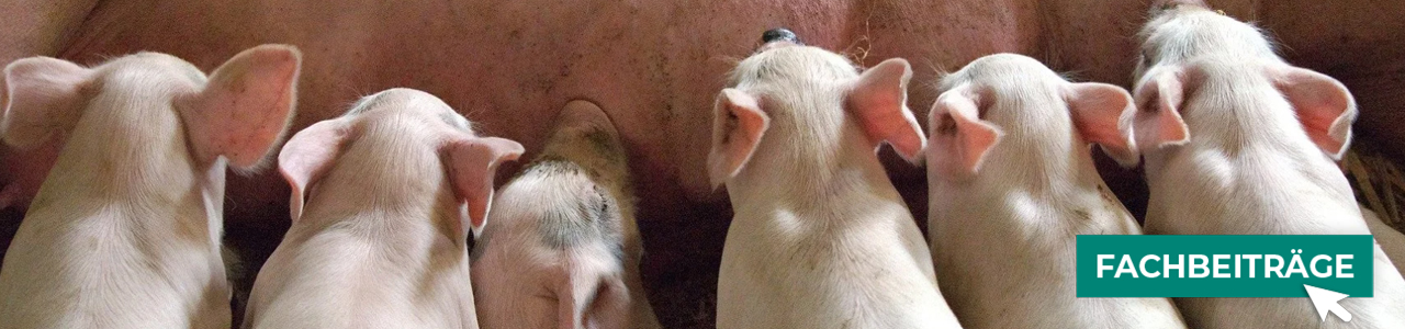 Schweine-Produkte jetzt bestellen bei myAGRAR! Informieren Sie sich zusätzlich in unseren Expertenbeiträgen! Schweine-Produkte jetzt bestellen bei myAGRAR! Informieren Sie sich zusätzlich in unseren Expertenbeiträgen!