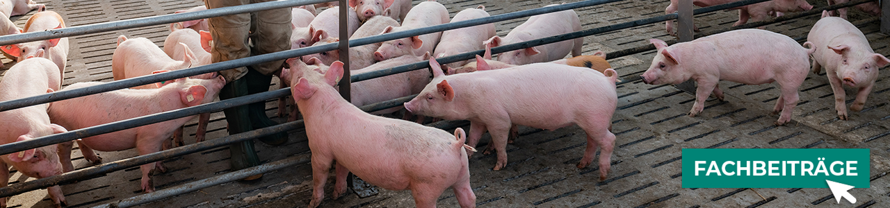 Schweinefutter jetzt bestellen bei myAGRAR! Informieren Sie sich zusätzlich in unseren Fachbeiträgen! Schweinefutter jetzt bestellen bei myAGRAR! Informieren Sie sich zusätzlich in unseren Fachbeiträgen!