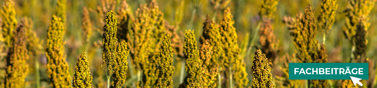 Sorghum Saatgut kaufen bei myAGRAR im Onlineshop! Zudem finden Sie bei uns landwirtschaftliche Fachbeiträge! Sorghum Saatgut kaufen bei myAGRAR im Onlineshop! Zudem finden Sie bei uns landwirtschaftliche Fachbeiträge!