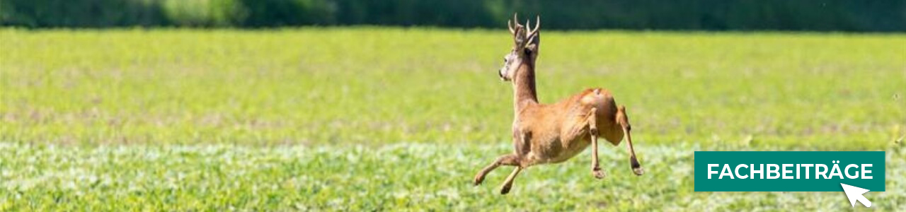 Jagdbedarf online bestellen bei myAGRAR – entdecken Sie auch unsere Expertenbeiträge! Jagdbedarf online bestellen bei myAGRAR – entdecken Sie auch unsere Expertenbeiträge!