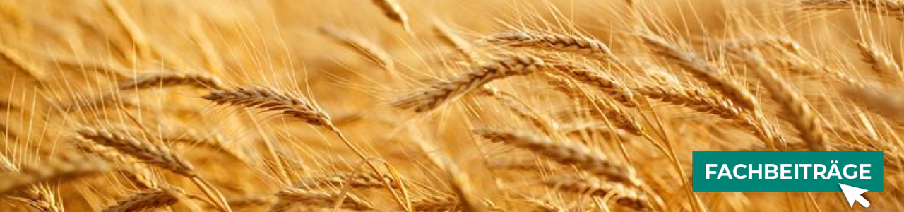 Wintergerstensaatgut online kaufen bei myAGRAR! Zudem finden Sie hier landwirtschaftliche Fachbeiträge.