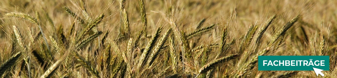 Wintertriticalensaatgut online kaufen bei myAGRAR! Zudem finden Sie hier landwirtschaftliche Fachbeiträge. Wintertriticalensaatgut online kaufen bei myAGRAR! Zudem finden Sie hier landwirtschaftliche Fachbeiträge.