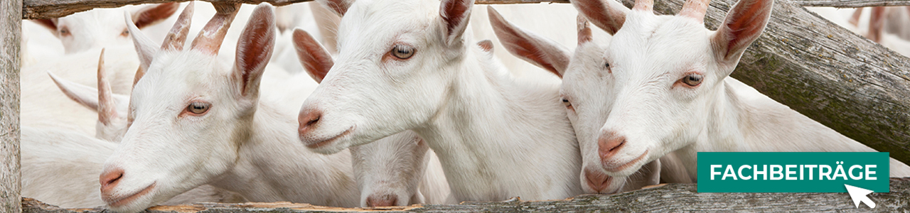 Ziegenfutter bequem kaufen bei myAGRAR! Informieren Sie sich zusätzlich in unseren Fachartikeln!